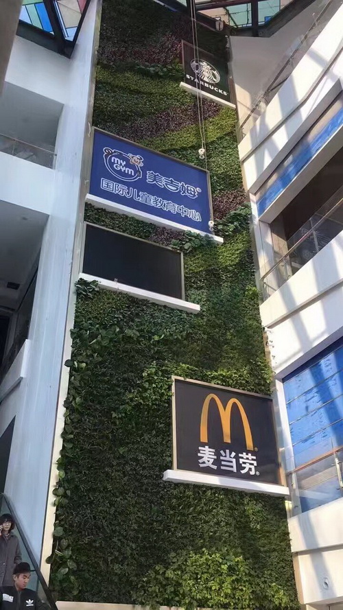 麦当劳植物墙