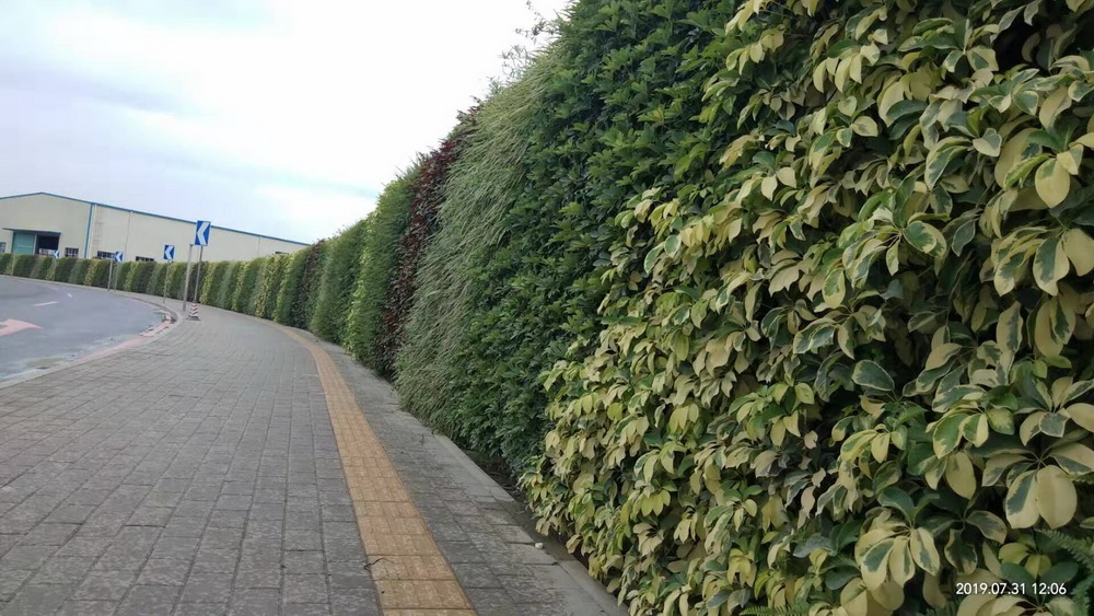 市政绿化围挡植物墙
