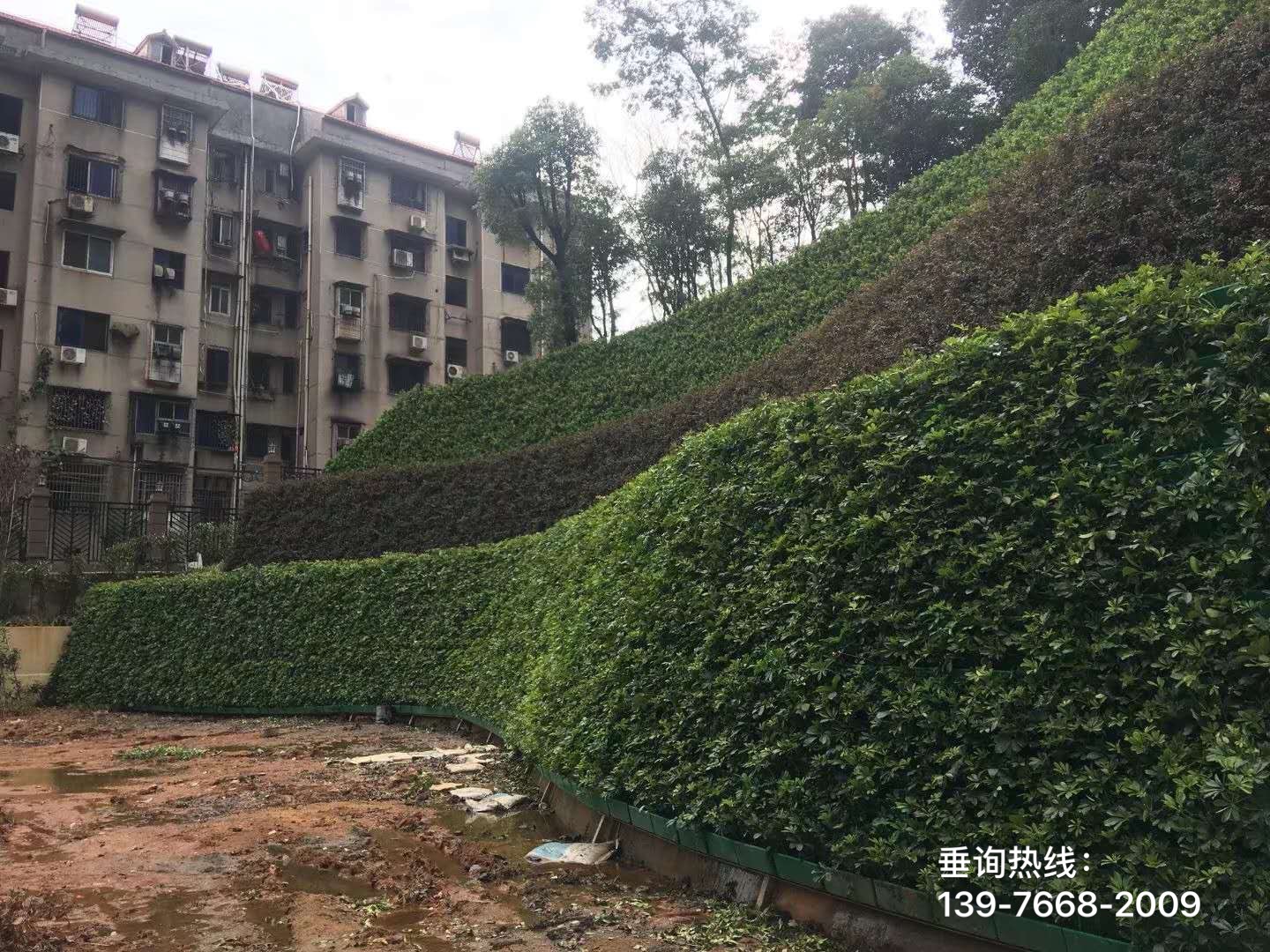 斜坡绿化