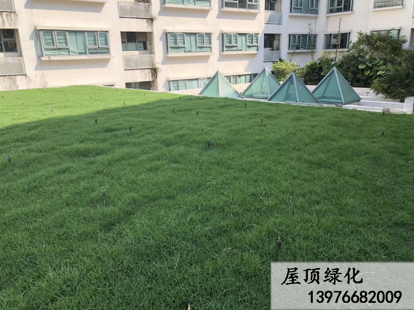 屋顶绿化